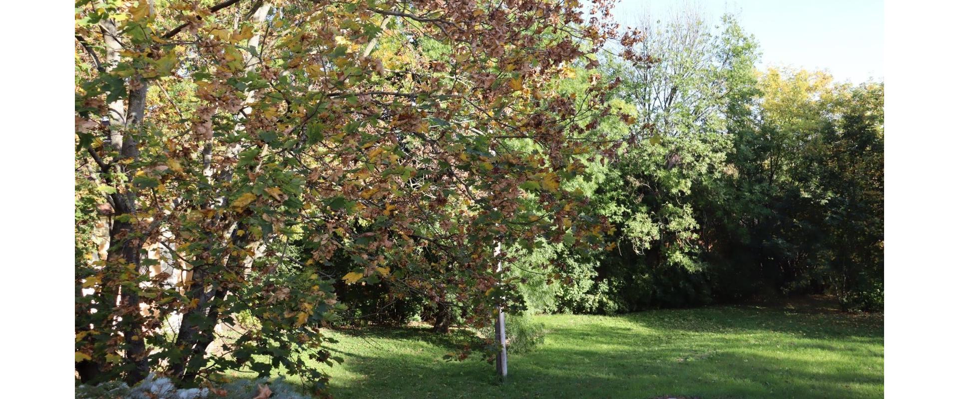 Rodinný dom na predaj v blízkosti kúpeľov Podhájska obec Trávnica spoločnosť JKV REAL