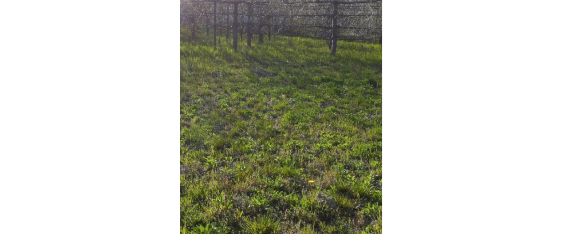 Na predaj pozemok s chatkou, možnosť stavby rodinného domu