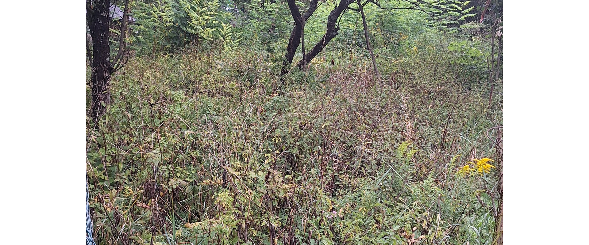 Na predaj stavebný pozemok - 2190 m² v obci Kečkovce - okres Svidník.