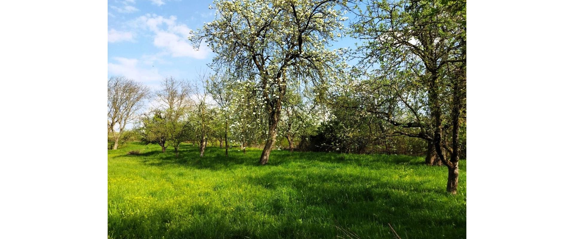 Na predaj rodinný dom s rozsiahlym pozemkom - 6 050 m² v obci Nižný Hrušov.