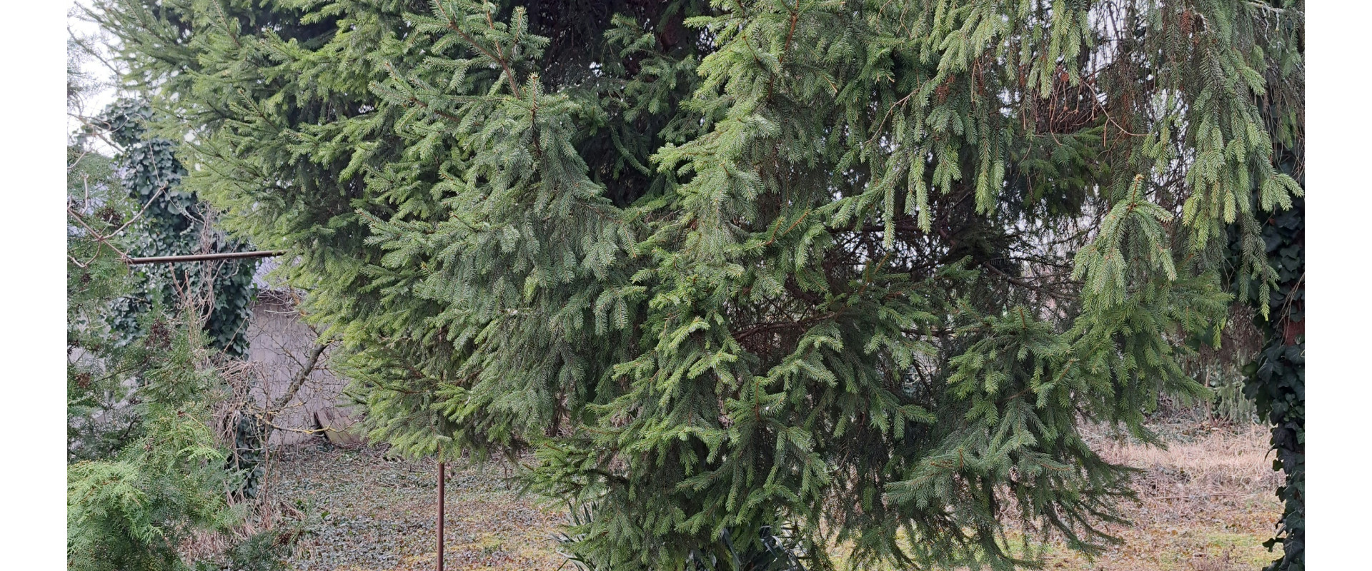 Rodinný dom v centre Dunajskej Stredy s pekným pozemkom