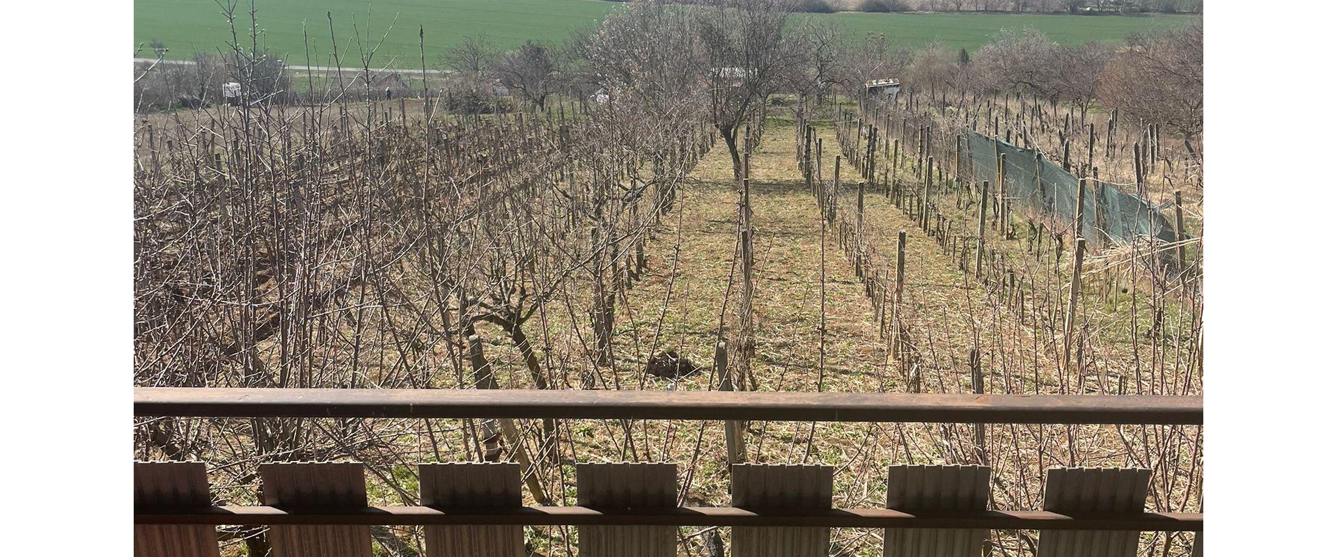 Viničný dom v Leviciach