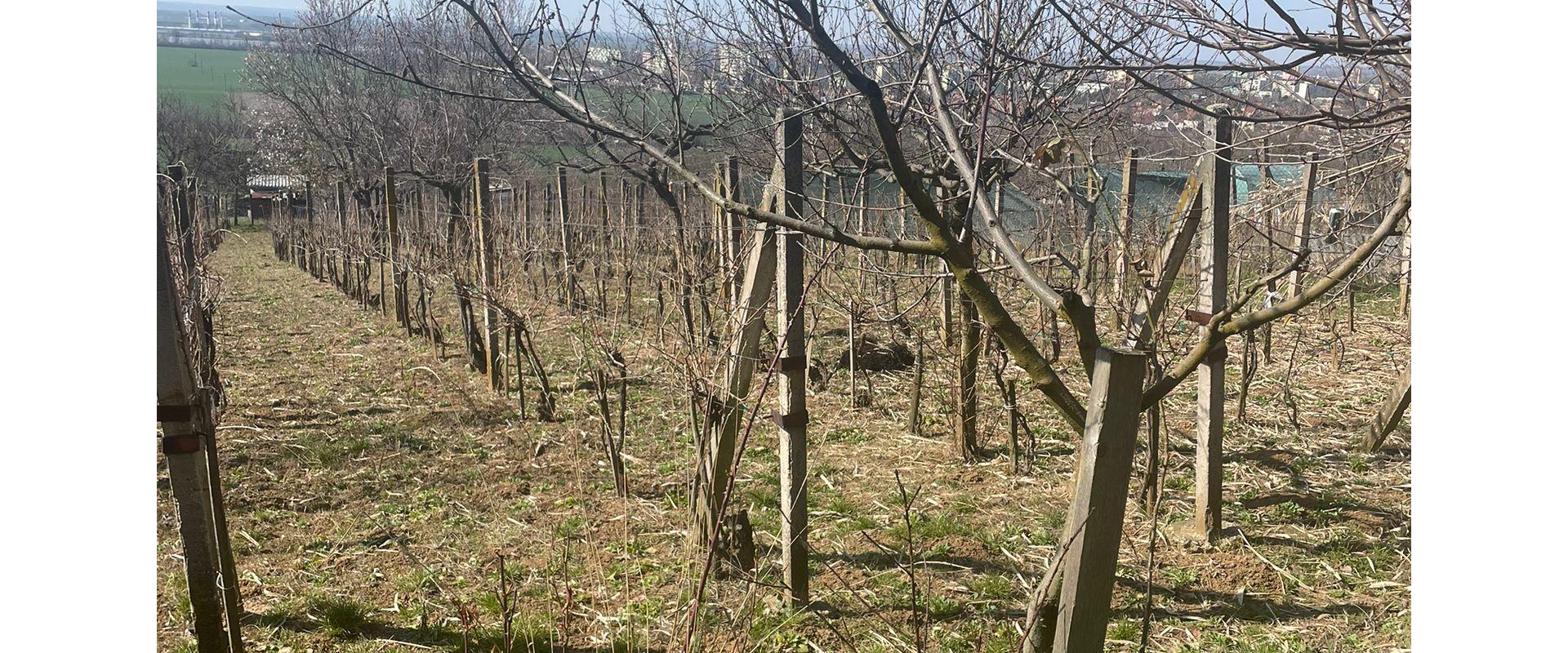 Viničný dom v Leviciach