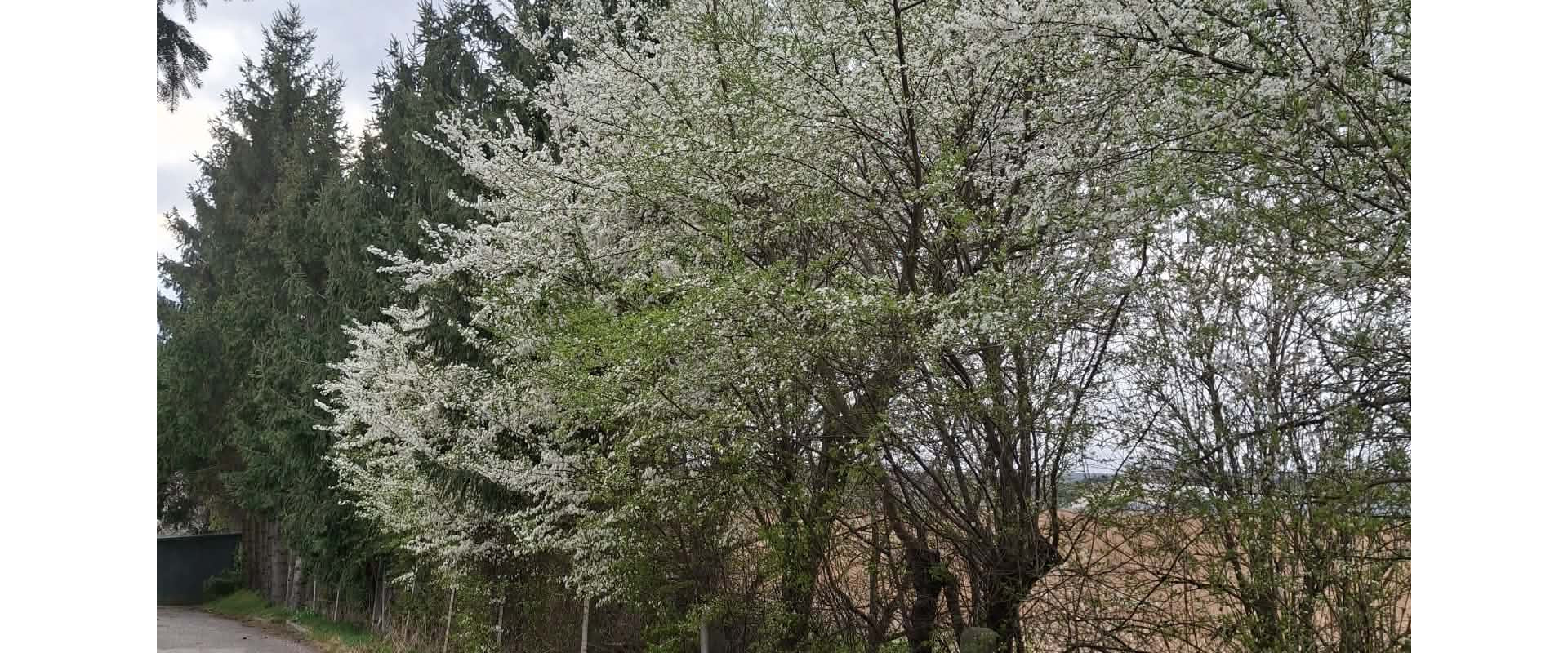 GARSÓNKA s garážou