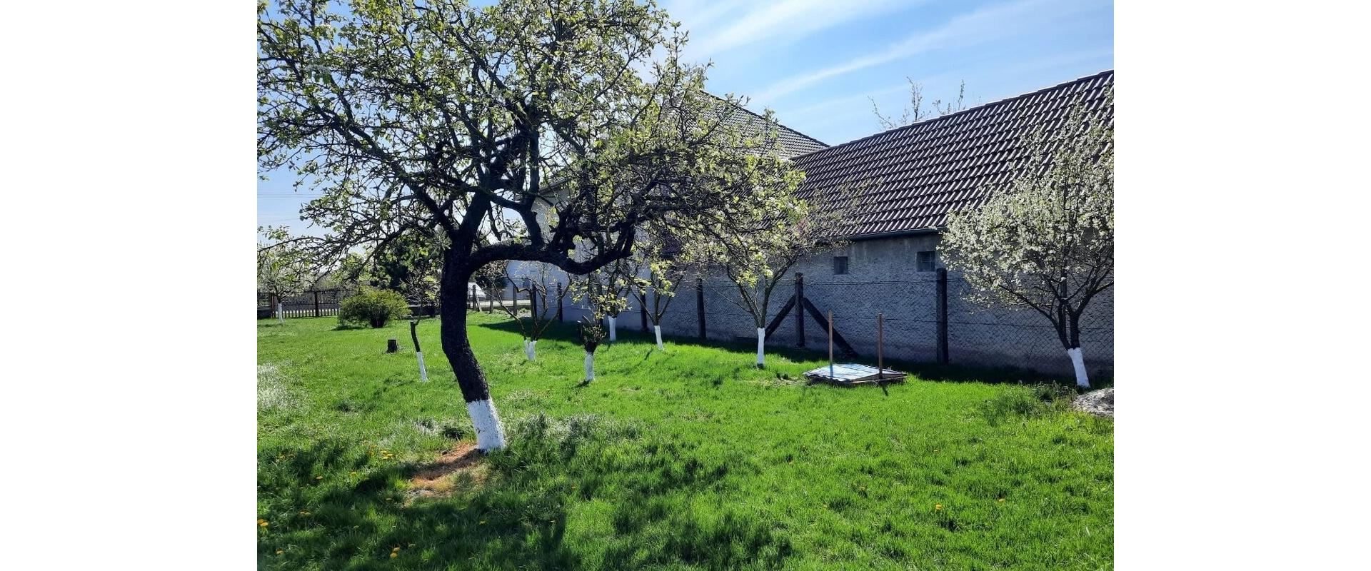 🏡 Exkluzívny stavebný pozemok (801 m²) so sieťami a ovocným sadom – Okánikovo (Veľké Kosihy)