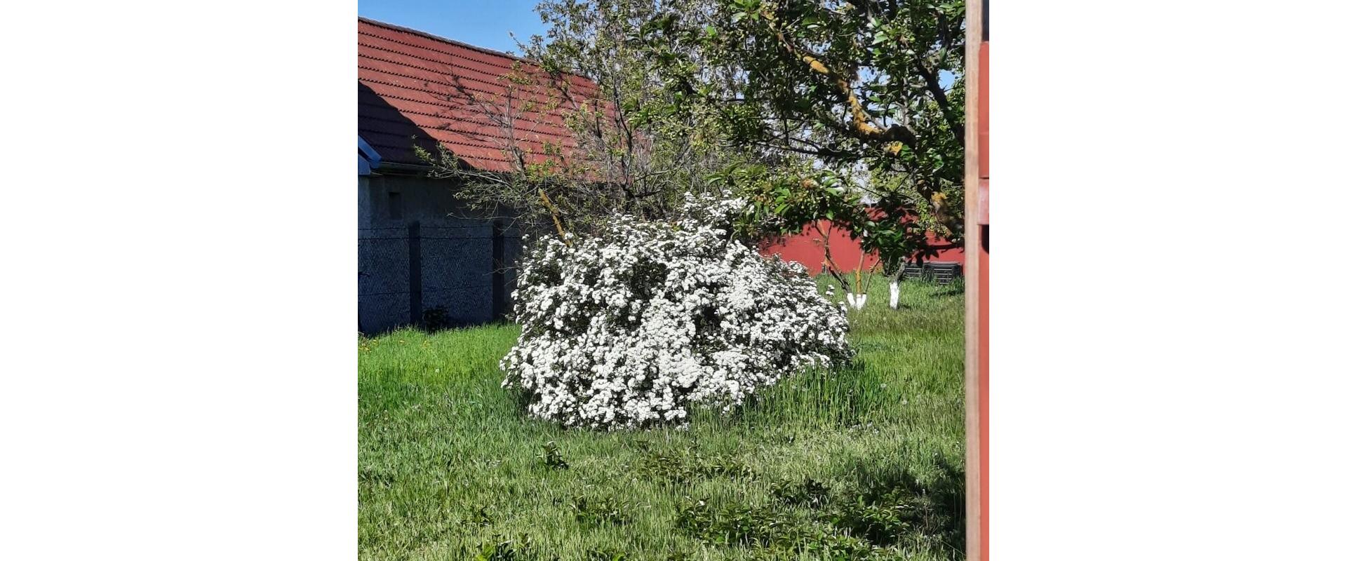 🏡 Exkluzívny stavebný pozemok (801 m²) so sieťami a ovocným sadom – Okánikovo (Veľké Kosihy)