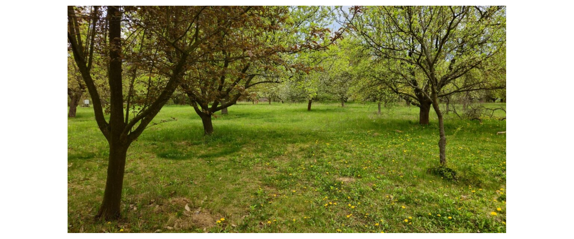 🌳 JEDINEČNÝ OVOCNÝ SAD 10 000 m² – PÁROVSKÉ HÁJE, NITRA