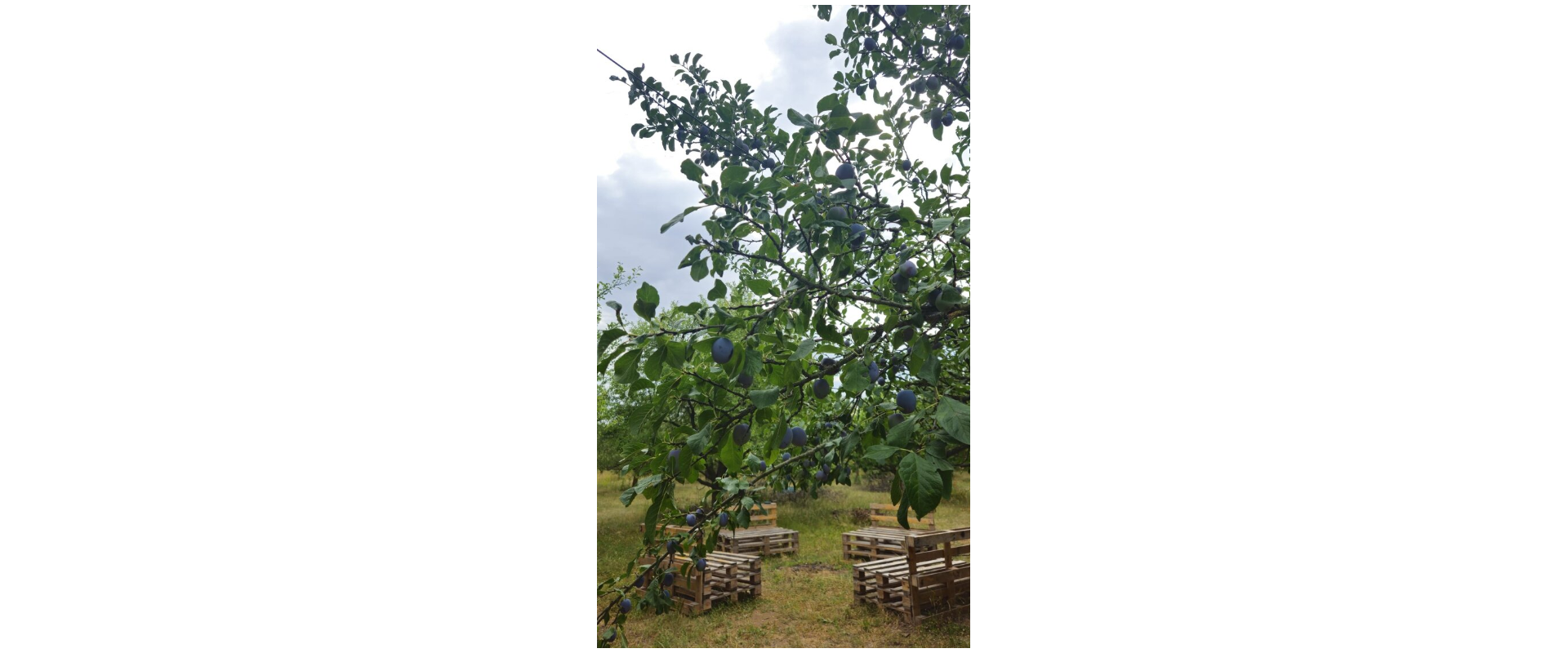 🌳 JEDINEČNÝ OVOCNÝ SAD 10 000 m² – PÁROVSKÉ HÁJE, NITRA