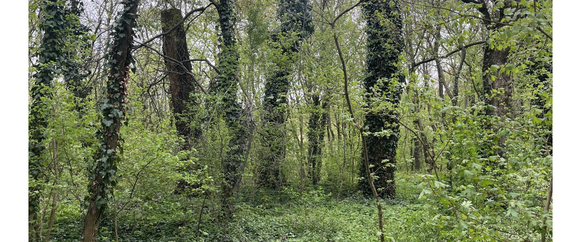 INVESTIČNÝ POZEMOK 473 m2 - Matúškovo