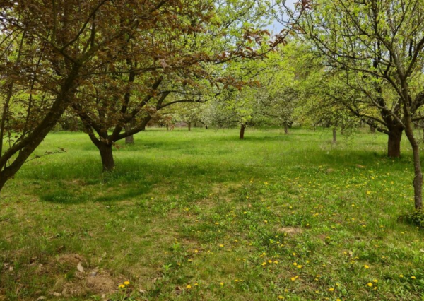 🌳 JEDINEČNÝ OVOCNÝ SAD 10 000 m² – PÁROVSKÉ HÁJE, NITRA